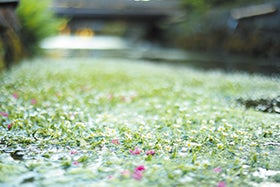 水の町 醒井宿の梅花藻とライブダイニング2